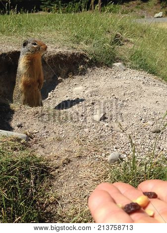 Columbian Ground Squirrel (urocitellus Columbianus)