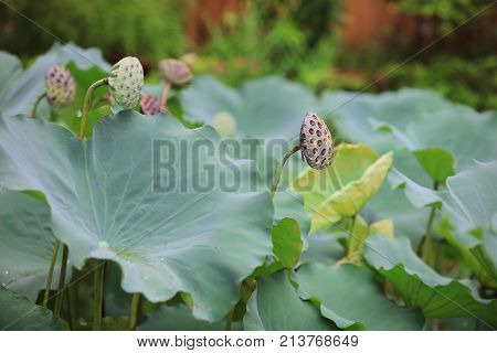 Green Lotus Leaf In Garden At Rain Day