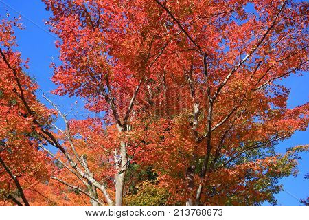 Colorful Maple Leaf Background In Autumn, Osaka Japan