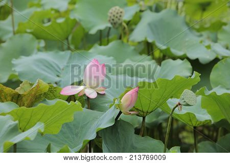 Lotus Bloom In The Pond At Rain Day