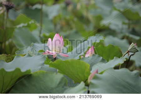 Lotus Flower With Beautiful At Rain Day