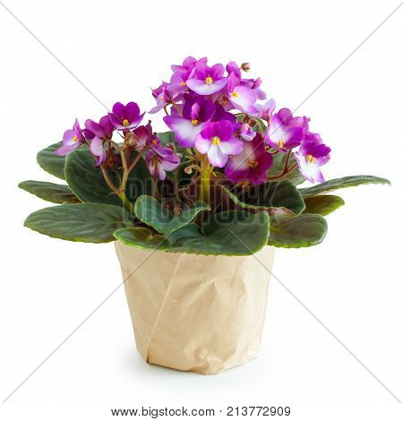 Potted Saintpaulia violet flower on white background.
