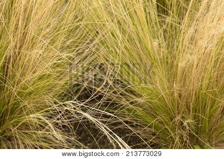 Ornamental Grass Background.