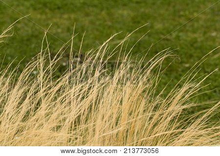 Ornamental Grass Background.