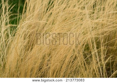 Ornamental Grass Background.