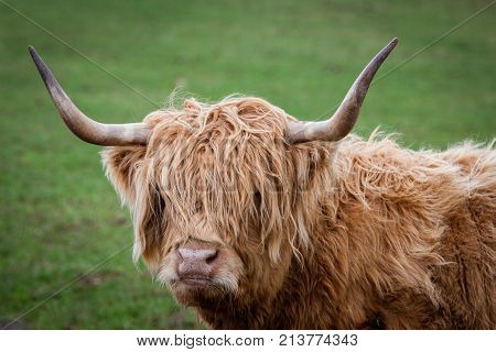 Highland cow with horns side view with head looking front