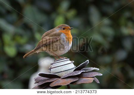 Robin on metal flower decoration with green backgroun