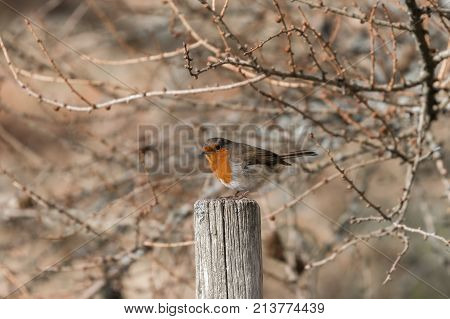 Robin on Post with wild background vegitation