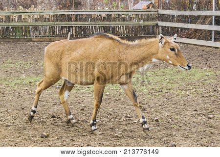 The Deer Walk Around The Enclosure.