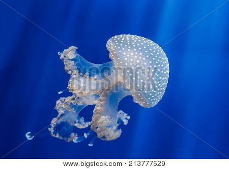 white jellyfish with blue background. Sunshine in the water. red jellyfish with venoum tentacles