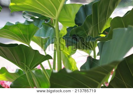 big leaf plant in garden green beautiful tropical photo