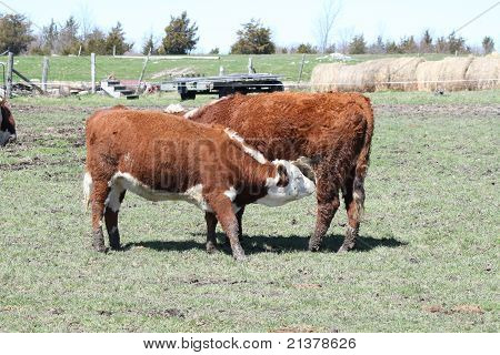 Hereford Cow & Heifer