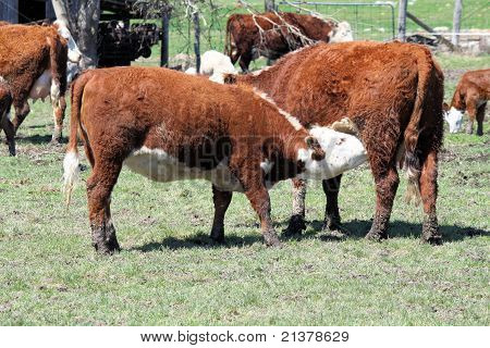 Hereford Cow & Heifer