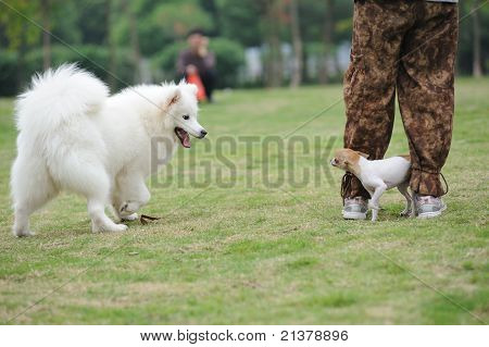 Dos perros jugando