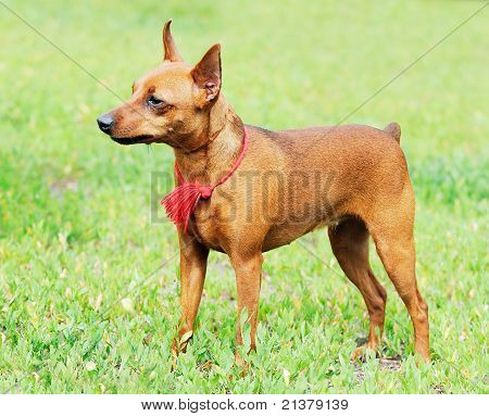 Zwergpinscher pysyvä