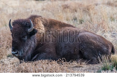 An American Bison on the Colorado Prairie