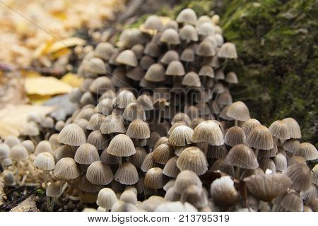 Lot of trash on the old stump. Nature