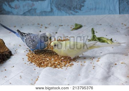 Multicolored wavy parrots willingly peck grain. Birds
