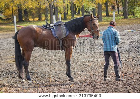 Female and driving horse at the racetrack during practice. Animals