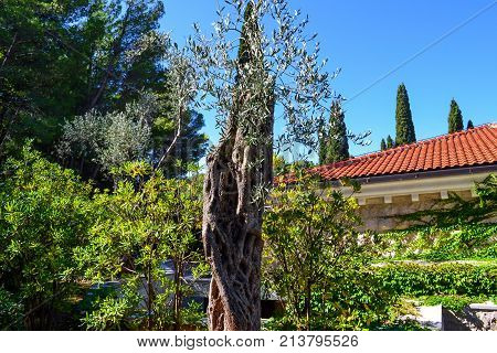 Fragment of the coastal city. Tiled roof among green plants