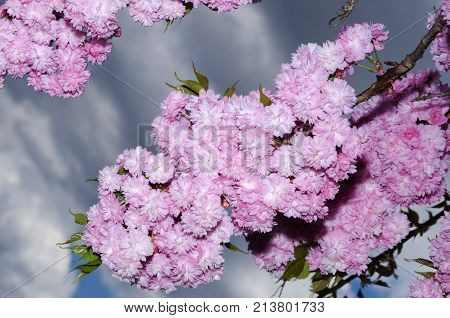 Gorgeous Sakura Spring Season Abundance Pink Color