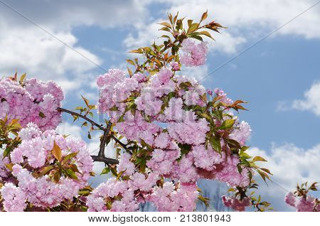 Sakura Spring Time Season Plant Branch Blue Sky