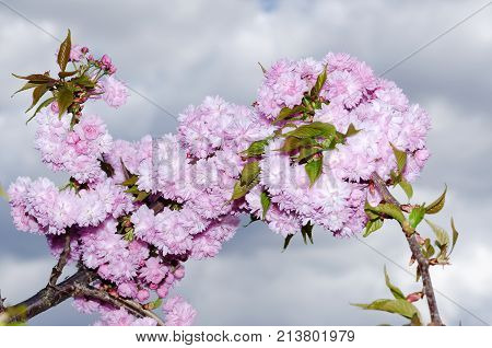 Spring Flowers Sakura Season Beauty Clouds Sky