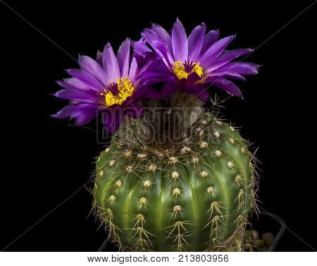 Cactus In A Pot Isolated In A Black Background