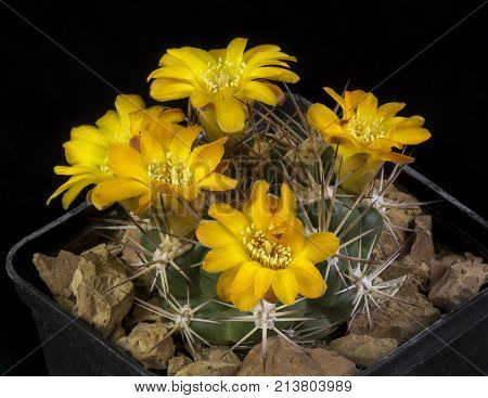 Cactus In A Pot Isolated In A Black Background