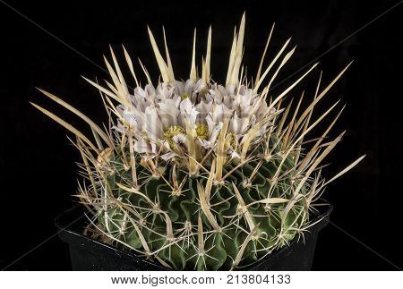 Cactus In A Pot Isolated In A Black Background