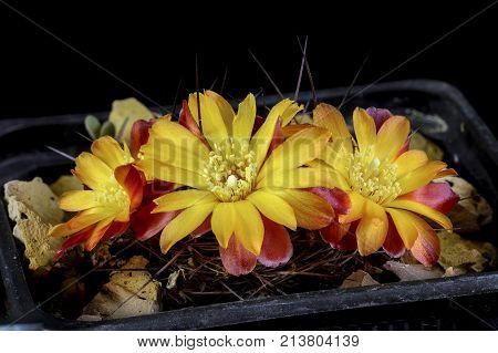 Cactus In A Pot Isolated In A Black Background