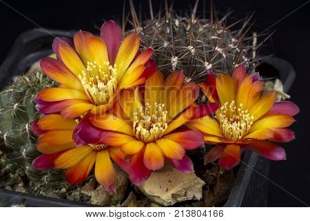 Cactus In A Pot Isolated In A Black Background