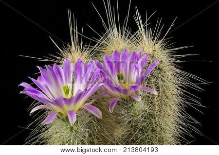 Cactus In A Pot Isolated In A Black Background