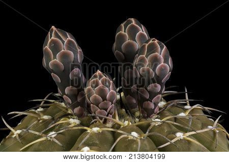 Cactus In A Pot Isolated In A Black Background