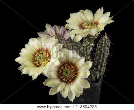 Cactus In A Pot Isolated In A Black Background