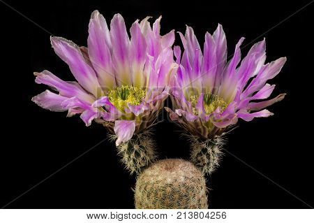 Cactus In A Pot Isolated In A Black Background
