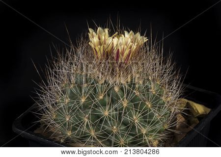 Cactus In A Pot Isolated In A Black Background