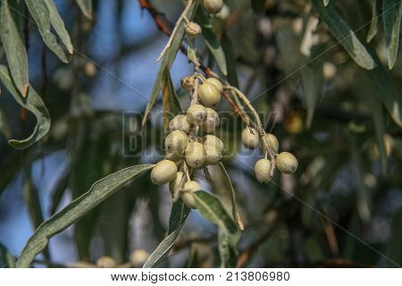 Loch Angustifolia (latin Elaegnus Angustifolia)