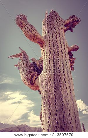 Dry Giant Cactus In The Desert, Argentina