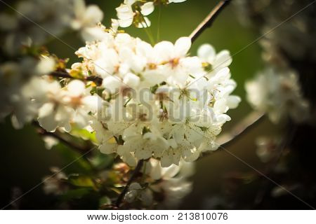 Blooming cherry tree branch against a cloudy blue sky.