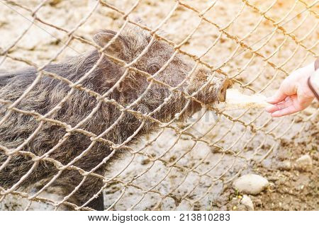 Young Wild Carpathian Boar In The Closed Territory Sniffs The Earth. Sus Scrofa Attila.