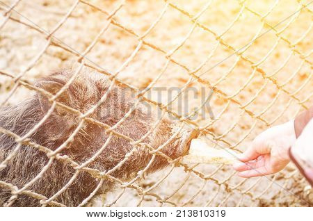 Young Wild Carpathian Boar In The Closed Territory Sniffs The Earth. Sus Scrofa Attila.