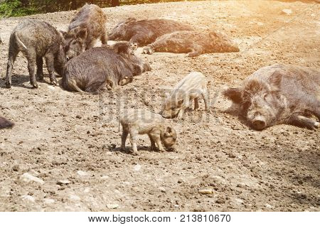 Young Wild Carpathian Boar In The Closed Territory Sniffs The Earth. Sus Scrofa Attila.