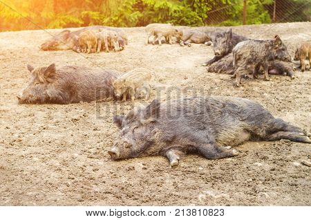 Young Wild Carpathian Boar In The Closed Territory Sniffs The Earth. Sus Scrofa Attila.