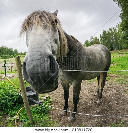 A Grey Horse Looking Close At The Camera Over An Electrical Fence