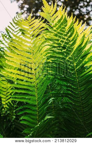 Beautyful ferns leaves green foliage natural floral fern background in sunlight.