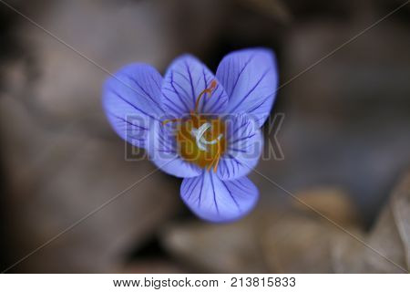 Top view of inside purple striped dutch crocus flower. Close up.
