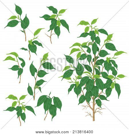 Separate elements of Ficus benjamina isolated on white background. Tropical plant with small green leaves. Vector flat illustration.