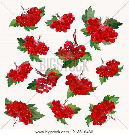 Pattern VIburnum Juicy on a white background.Bright berry for your design!