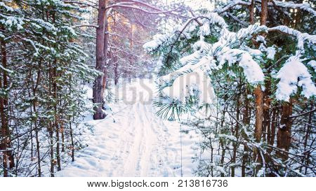 Winter forest frost evening sunset fir tree of pine fir-tree and birch City urban scene vibrant toned picture Shot wide andle
